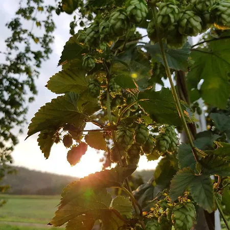 Hopfenerlebnishof *
